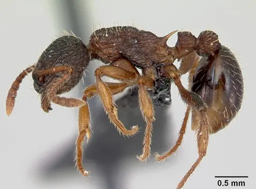 Myrmica lobicornis specimen CASENT0172718 image casent0172718_3
