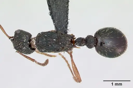Myrmica lobicornis specimen CASENT0172720 image casent0172720_1
