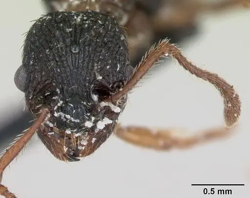 Myrmica lobicornis specimen CASENT0172720 image casent0172720_2