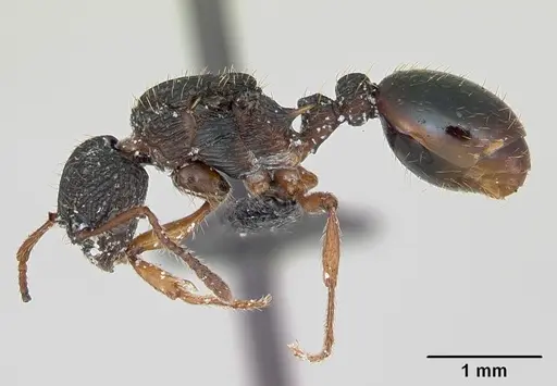 Myrmica lobicornis specimen CASENT0172720 image casent0172720_3