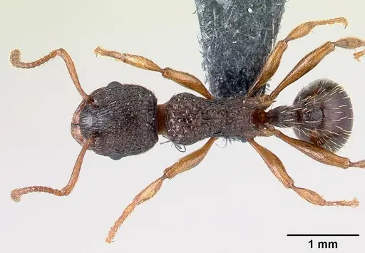 Myrmica lobicornis specimen CASENT0179931 image casent0179931_1