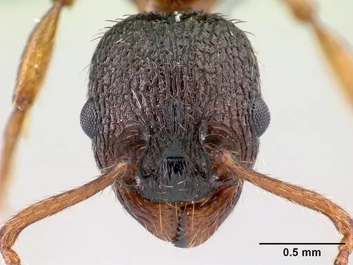 Myrmica lobicornis specimen CASENT0179931 image casent0179931_2