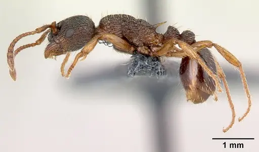 Myrmica lobicornis specimen CASENT0179931 image casent0179931_3