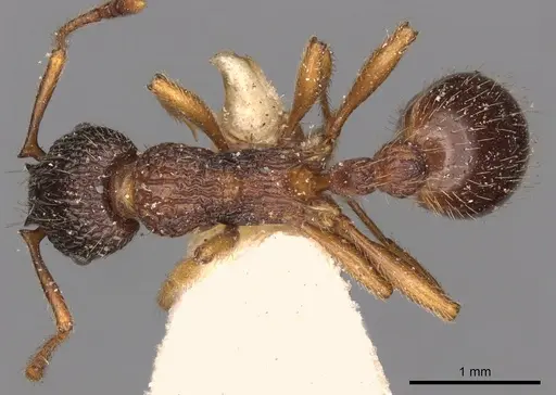 Myrmica lobicornis specimen CASENT0900288 image casent0900288_1