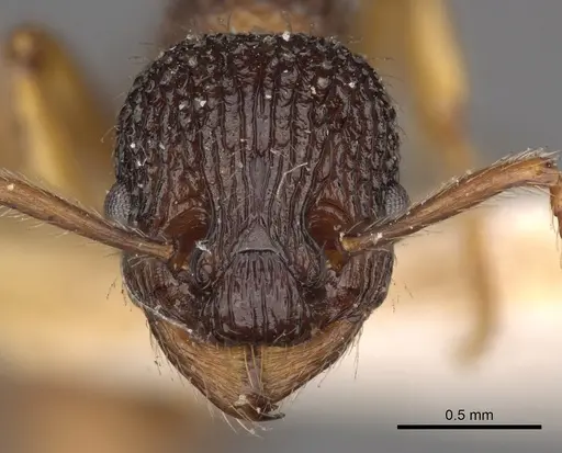 Myrmica lobicornis specimen CASENT0900288 image casent0900288_2