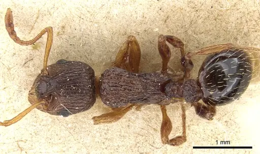 Myrmica lobicornis specimen CASENT0904065 image casent0904065_1