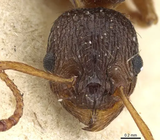 Myrmica lobicornis specimen CASENT0904065 image casent0904065_2