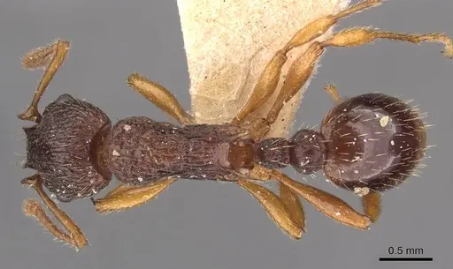 Myrmica lobicornis specimen CASENT0907640 image casent0907640_1