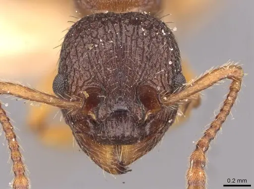 Myrmica lobicornis specimen CASENT0907640 image casent0907640_2