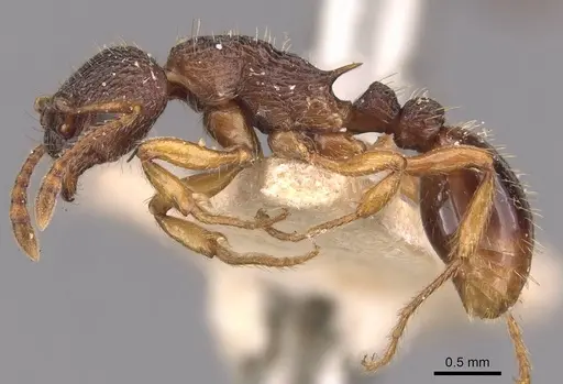 Myrmica lobicornis specimen CASENT0907640 image casent0907640_3