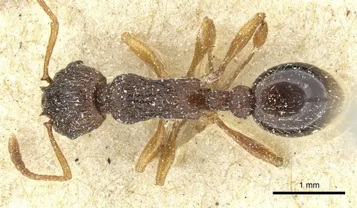 Myrmica lobicornis specimen CASENT0913068 image casent0913068_1