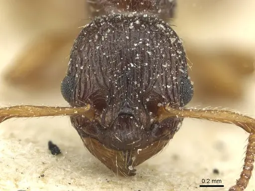 Myrmica lobicornis specimen CASENT0913068 image casent0913068_2