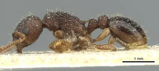 Myrmica lobicornis specimen CASENT0913068 image casent0913068_3