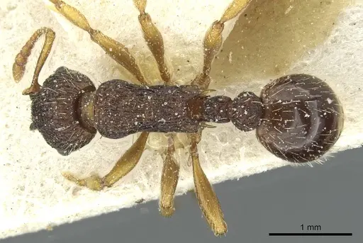 Myrmica lobicornis specimen CASENT0913069 image casent0913069_1