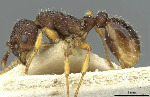 Myrmica lobicornis specimen CASENT0913069 image casent0913069_3