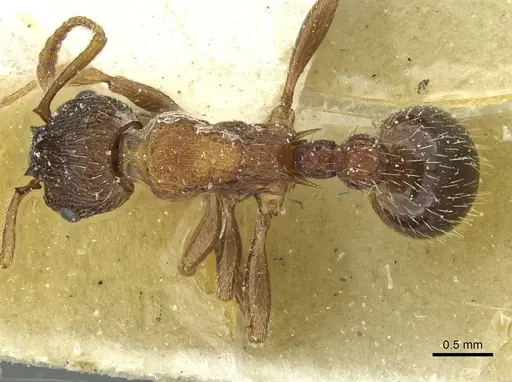 Myrmica lobicornis specimen CASENT0913071 image casent0913071_1