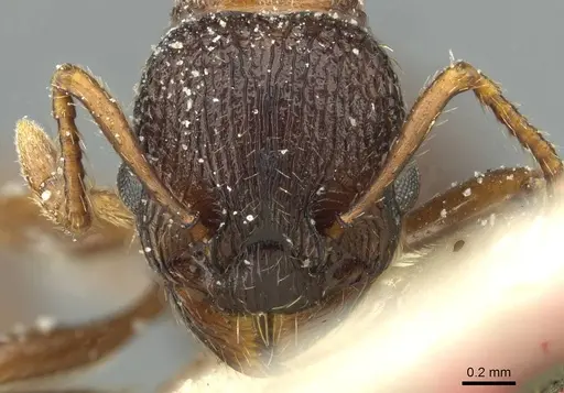 Myrmica lobicornis specimen CASENT0913071 image casent0913071_2