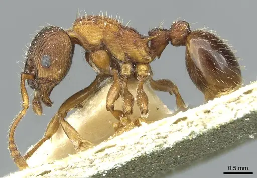 Myrmica lobicornis specimen CASENT0913071 image casent0913071_3