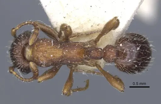 Myrmica lobicornis specimen CASENT0916899 image casent0916899_1
