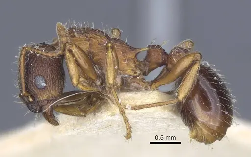 Myrmica lobicornis specimen CASENT0916899 image casent0916899_3