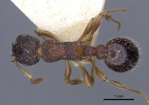 Myrmica lobicornis specimen CASENT0916902 image casent0916902_1