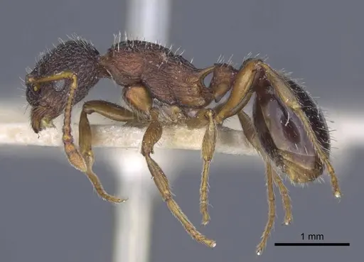 Myrmica lobicornis specimen CASENT0916902 image casent0916902_3
