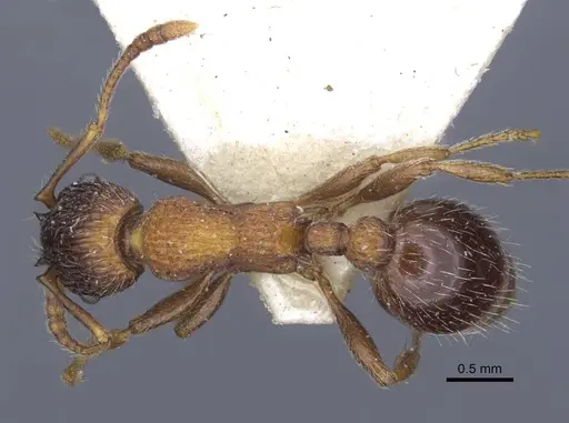 Myrmica lobicornis specimen CASENT0916908 image casent0916908_1