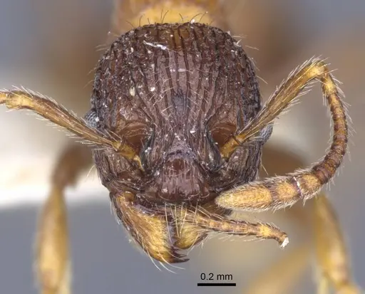 Myrmica lobicornis specimen CASENT0916908 image casent0916908_2