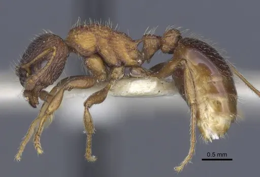 Myrmica lobicornis specimen CASENT0916908 image casent0916908_3