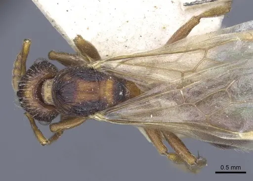 Myrmica lobicornis specimen CASENT0916909 image casent0916909_1