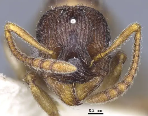 Myrmica lobicornis specimen CASENT0916909 image casent0916909_2