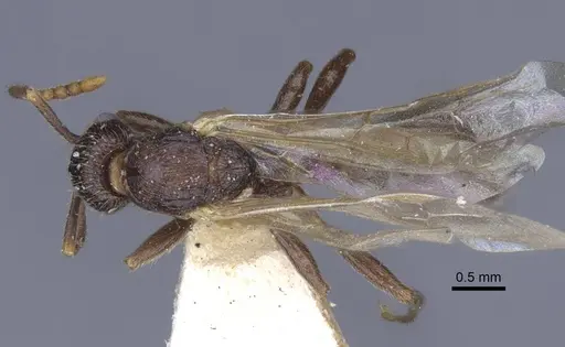 Myrmica lobicornis specimen CASENT0916910 image casent0916910_1
