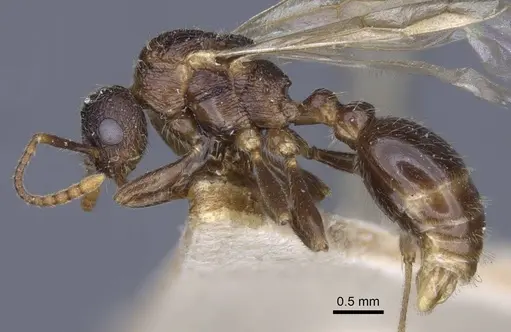 Myrmica lobicornis specimen CASENT0916910 image casent0916910_3
