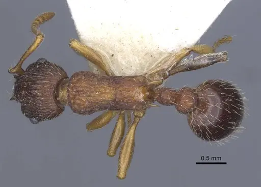 Myrmica lobicornis specimen CASENT0916911 image casent0916911_1