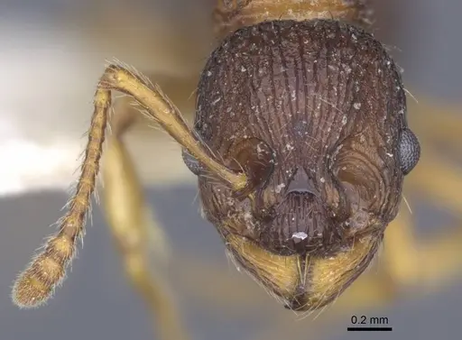 Myrmica lobicornis specimen CASENT0916911 image casent0916911_2