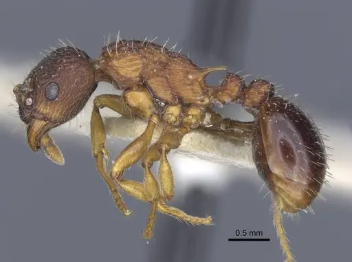 Myrmica lobicornis specimen CASENT0916911 image casent0916911_3