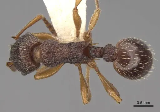 Myrmica lobicornis specimen CASENT0922774 image casent0922774_1