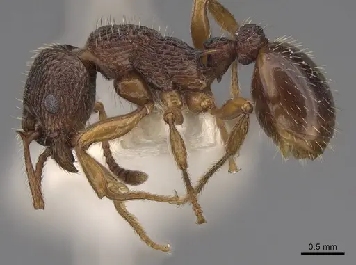 Myrmica lobicornis specimen CASENT0922774 image casent0922774_3
