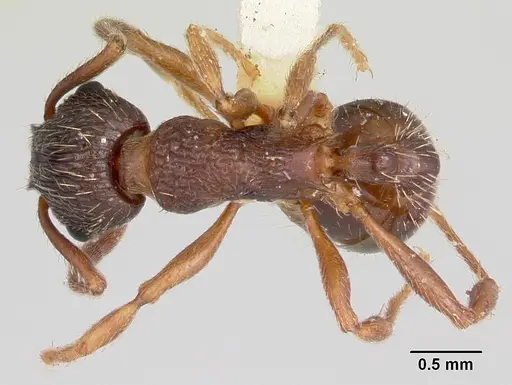 Myrmica lobifrons specimen CASENT0105638 image casent0105638_1
