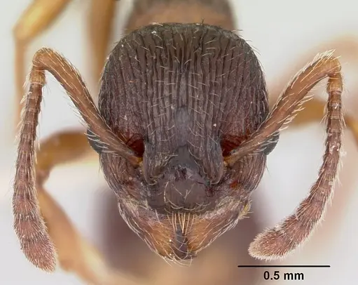 Myrmica lobifrons specimen CASENT0105638 image casent0105638_2