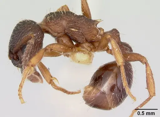 Myrmica lobifrons specimen CASENT0105638 image casent0105638_3