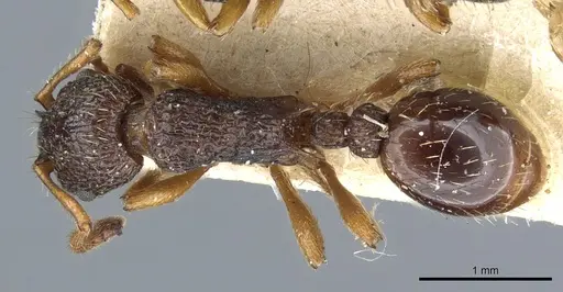 Myrmica lobulicornis specimen CASENT0904066 image casent0904066_1
