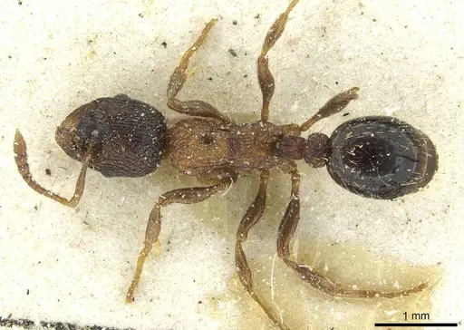 Myrmica lobulicornis specimen CASENT0913067 image casent0913067_1