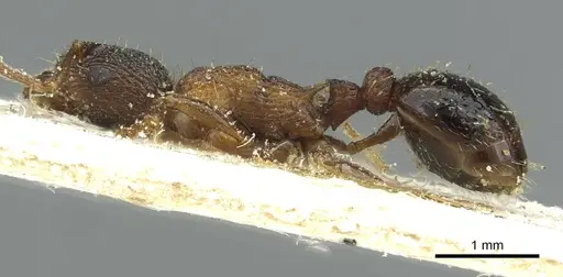 Myrmica lobulicornis specimen CASENT0913067 image casent0913067_3