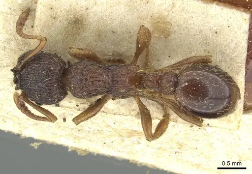 Myrmica lobulicornis specimen CASENT0913654 image casent0913654_1