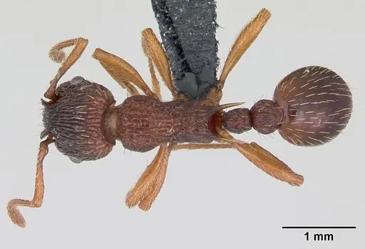 Myrmica lonae specimen CASENT0172752 image casent0172752_1