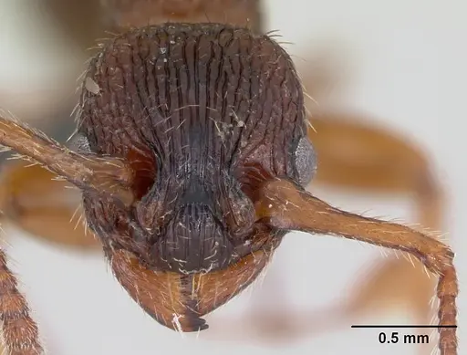 Myrmica lonae specimen CASENT0172752 image casent0172752_2