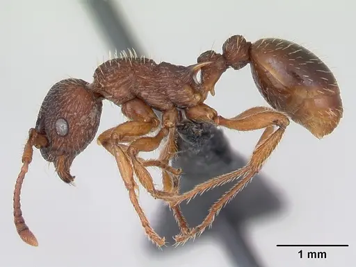 Myrmica lonae specimen CASENT0172752 image casent0172752_3