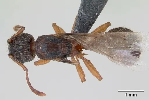 Myrmica lonae specimen CASENT0172753 image casent0172753_1