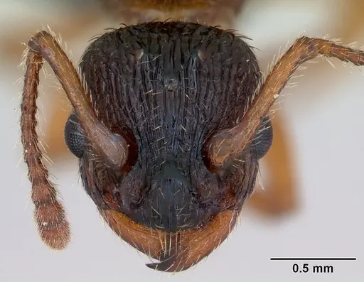Myrmica lonae specimen CASENT0172753 image casent0172753_2